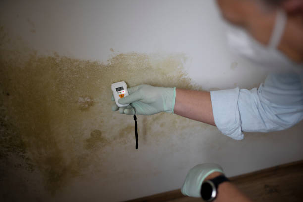Best Mold Cleaning Services  in Wainaku, HI