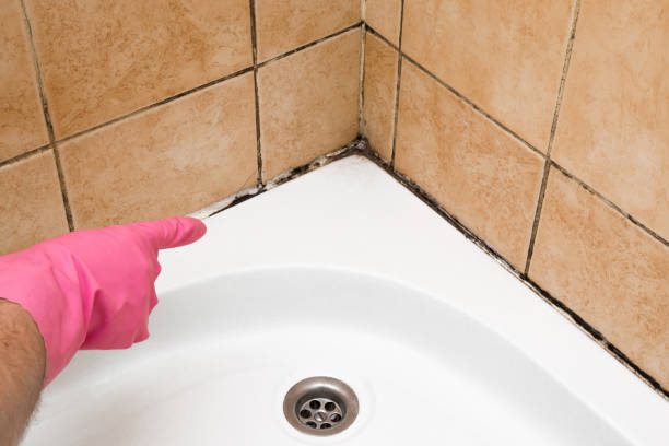 Best Professional Mold Removal  in Wainaku, HI