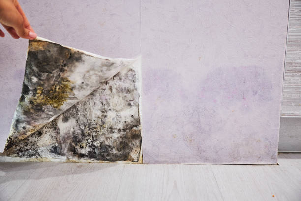 Office Mold Removal Services in Wainaku, HI
